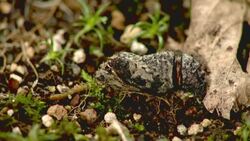 A Japanese Luehdorfia struggles to release itself from its chrysalis. Stock Footage