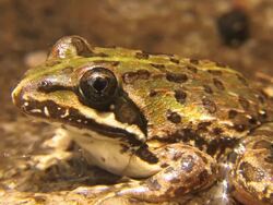 Common River Frog Stock Footage