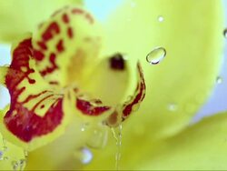 HD Super Slow-Mo: Drops Falling On A Yellow Flower Stock Footage