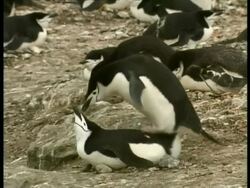 MS Chinstrap Penguins, Pygoscelis antarcticus, mating on rocky ground, Antarctica Stock Footage