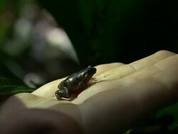 CU ZO Tiny frog in palm of person's hand / Bellenden Ker, Queensland, Australia     Stock Footage
