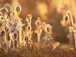 Back lit Small Pasque Flowers Stock Footage