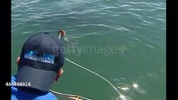 Great White Shark off a shark diving boat News Clip