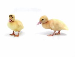 Two ducklings Stock Footage