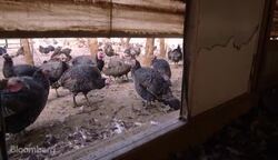 See the Purebred Thanksgiving Turkeys for the One Percent News Clip