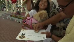 Puppy love in Peru as dogs tie the knot Instructional Video