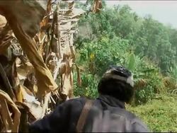 A plague of rats is causing a food shortage News Clip