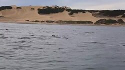 Dolphins at the Dunes, South Africa Stock Footage