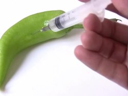 Pepper Genetic Modification Stock Footage