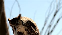 What is a Carnivore? Instructional Video