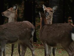 Kinkazan island Sika Deer, Cervus nippon, Japan Stock Footage
