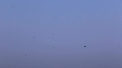 Kites flying in the sky Stock Footage