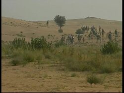WA camels and riders in the desert, Rajasthan, India Stock Footage