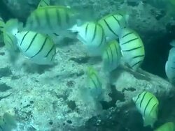 MS POV Shot of PAN Convict surgeon fish feeding off rocks and being chased by a single powder blue surgeonfish / Mahe, Seychelles Stock Footage