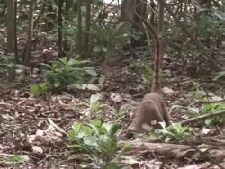 Coati (Pizonte) in the rain forest Stock Footage