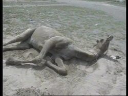 India-Animal Rights Campaigners Urge Camel Joyride News Clip