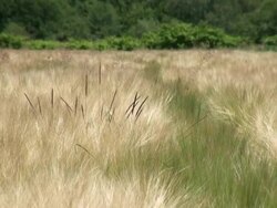 MS Farm of hordeum vulgare, barley / Serrig, Rhineland-Palatinate, Germany Stock Footage