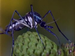 Toxorhynchites Mosquito, BCU on plant, feeding Stock Footage
