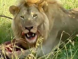 CU, Lion (Panthera Leo) eating carcass in grass, Masai Mara Game Reserve, Rift Valley, Kenya Stock Footage