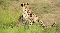 Cheetah and Cub Stock Footage