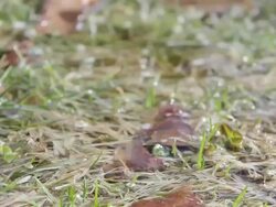 Detailed tracking shot of wet grass and leaves in the rain. - Model Released - 1920x1080 - HD Stock Footage