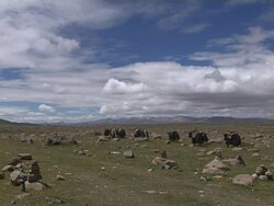 Wide Shot Yaks Walking Lhasa Tibet China Stock Footage