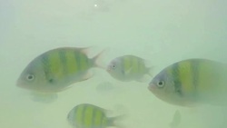 Fish swimming Stock Footage