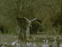 European Crane (Grus grus) landing amongst group, north-east Extremadura in Dehesa, Spain Stock Footage