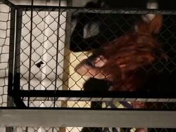 Girl dancing in theater. Stock Footage