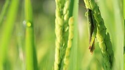 grasshopper on paddy rice Stock Footage