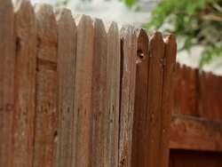 Staining time lapse Stock Footage
