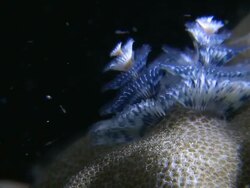 Fan worms opening out, Southern Visayas, Philippines Stock Footage