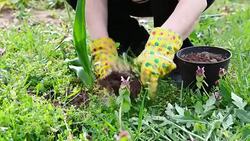 Active Senior Woman Gardening Stock Footage