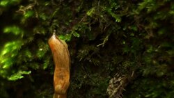 Slug in motion Stock Footage