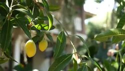Marian plum Stock Footage