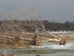 Uprooted trees after Hurricane Sandy Stock Footage