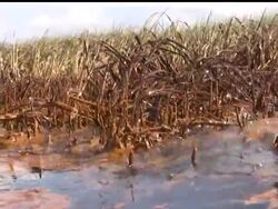 P&amp;J Oyster Co., a  134-year-old oyster house in New Orleans, is the latest victim of the Gulf Oil spill. Barring an unforeseen reopening of the oyster beds that supply the business, Thursday was to be the final day of shucking at the family owned business. News Clip