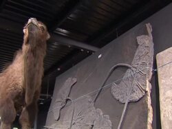 Diplodocus skeleton 'Misty' sold at auction News Clip