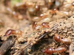 Termites Stock Footage