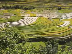 terraced rice field in Tule Village Stock Footage