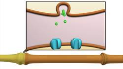 Developing more effective migraine treatments Instructional Video