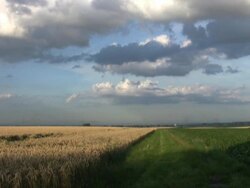 Summer meadow Stock Footage