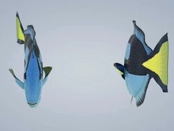 Nemo - Clownfish (loopable) Stock Footage