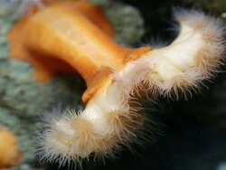 Sea Anemone Stock Footage