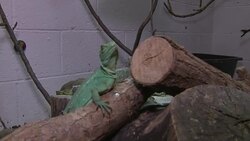 Green and red iguanas in vivarium News Clip