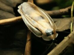 Cockroach Stock Footage