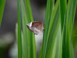 Butterfly Stock Footage
