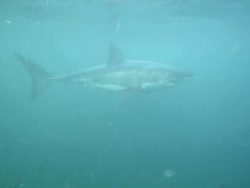 Long Shot hand-held tracking-left tracking-right - A great white shark circles a baited line. / South Africa Stock Footage