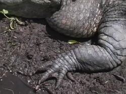 Alligator Claws Stock Footage