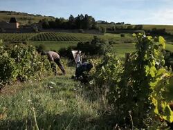 group of young people picking grapes in vineyard Stock Footage